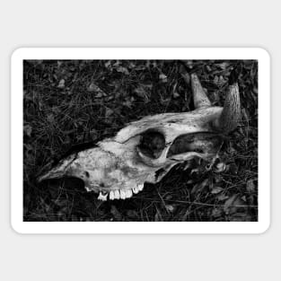 Dead cow bnw skull Sticker